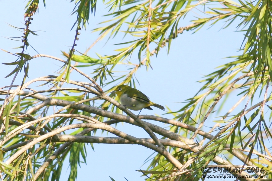 Mountain White-Eye