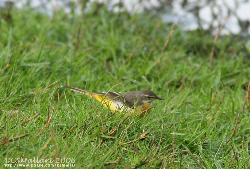 Grey Wagtail