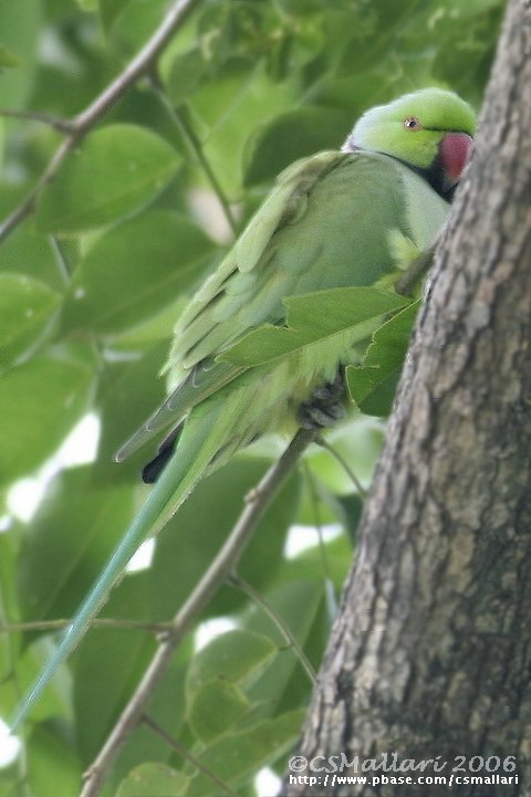 Rose-ringed Parakeet ( male )