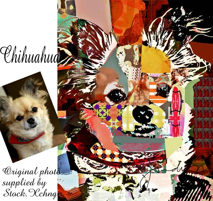 chihuaua