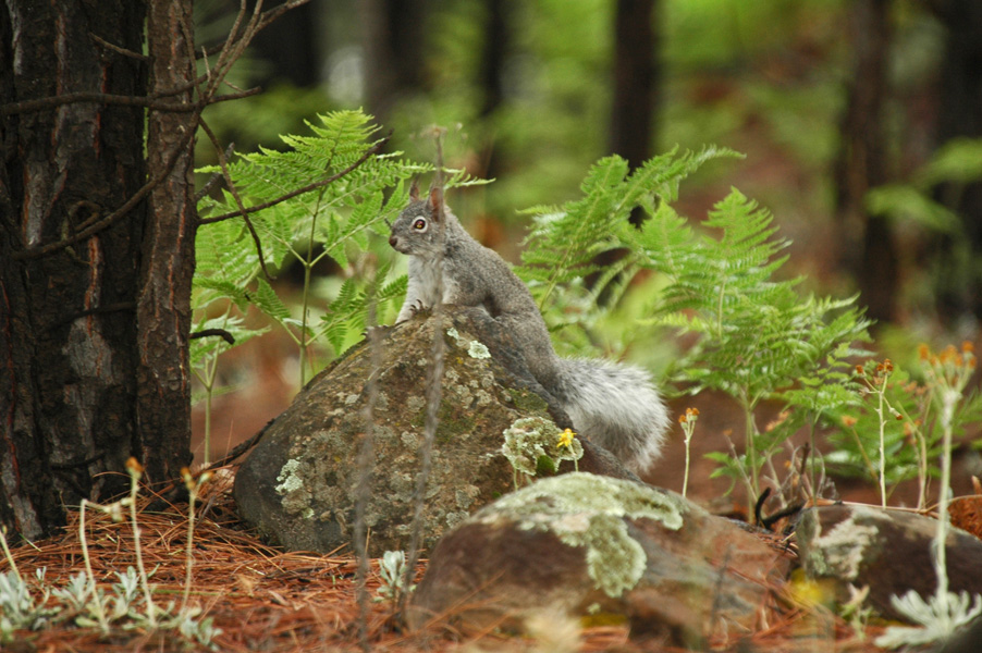Tassel-eared Squirrel