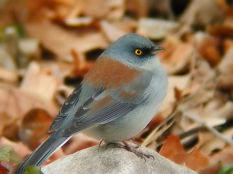 Yellow-eyed Junco