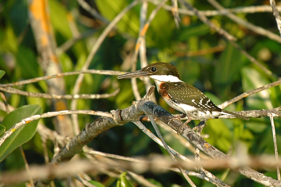 Green Kingfisher