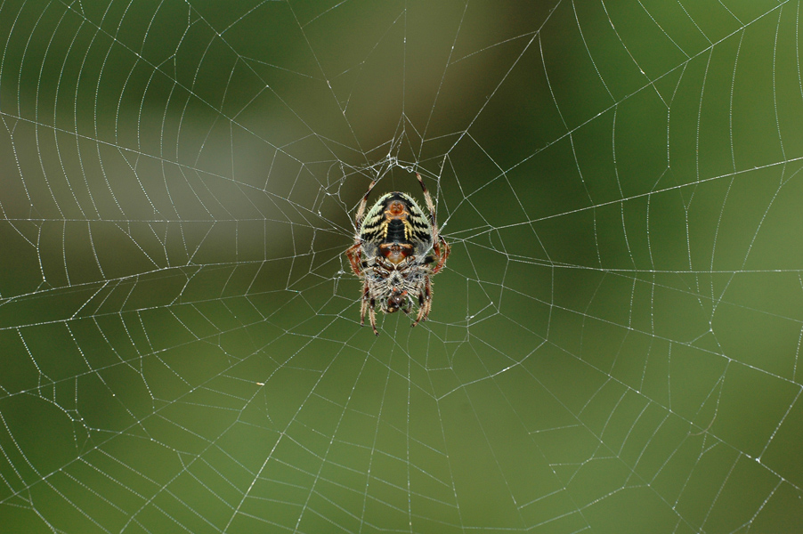 Orb Weaver