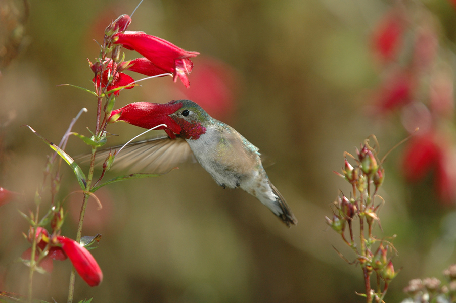 Broad-tailed Hummingbird