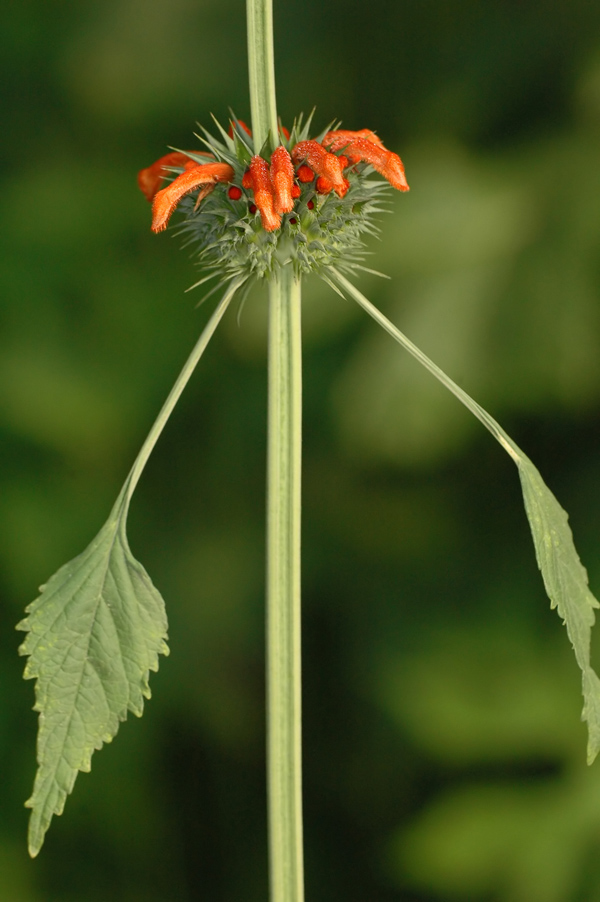 Wildflower