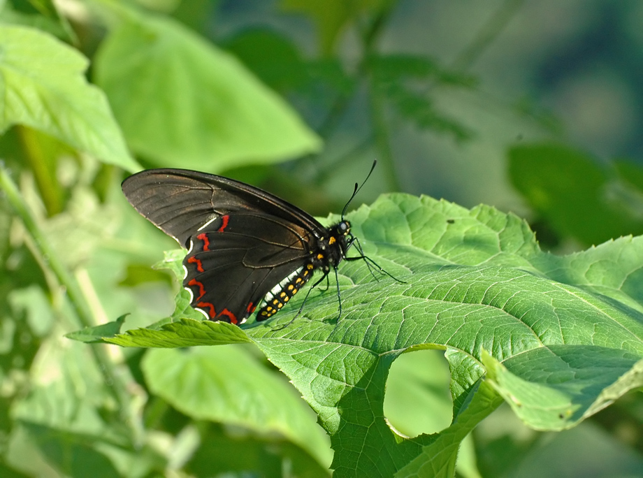 Yellow-spotted Swallowtail Female