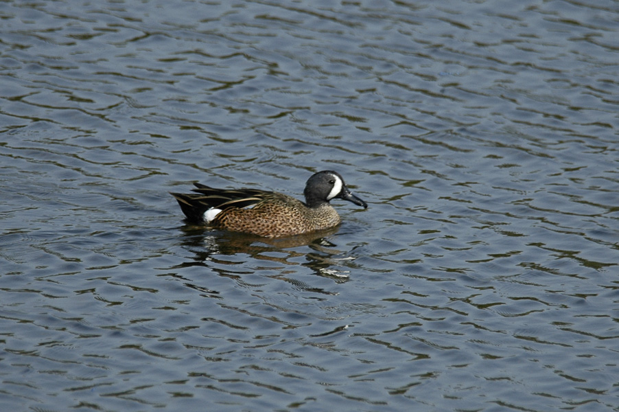 Blue-winged Teal