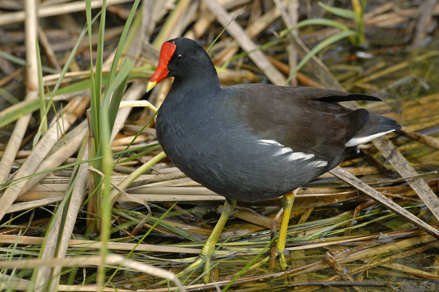 Common Moorhen