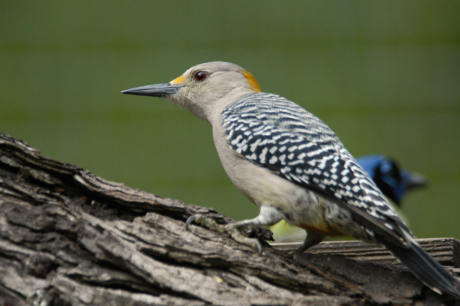 Golden-Fronted Woodpecker