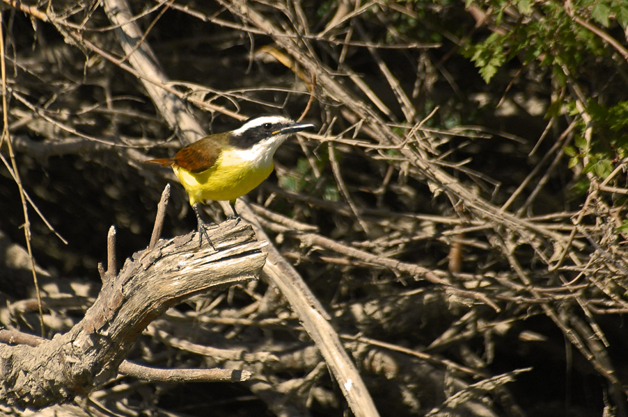 Great Kiskadee