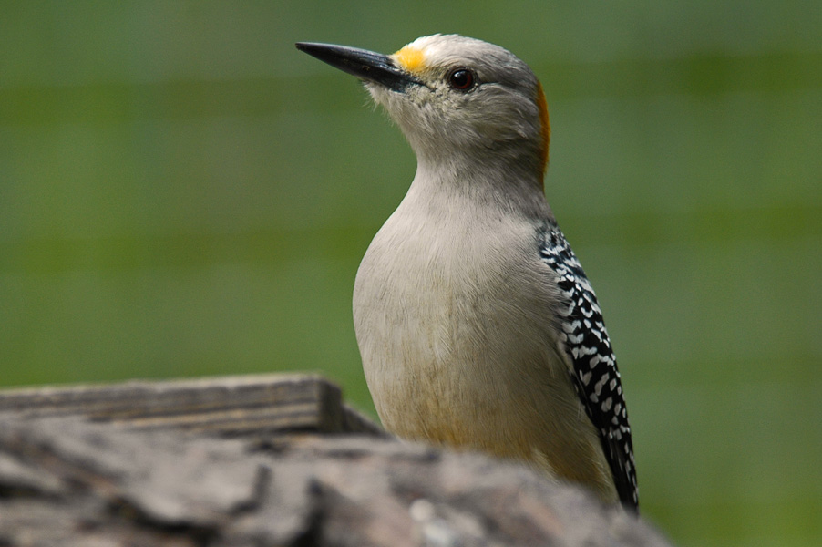 Golden-Fronted Woodpecker