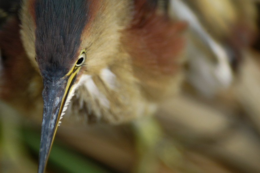 Least Bittern 3