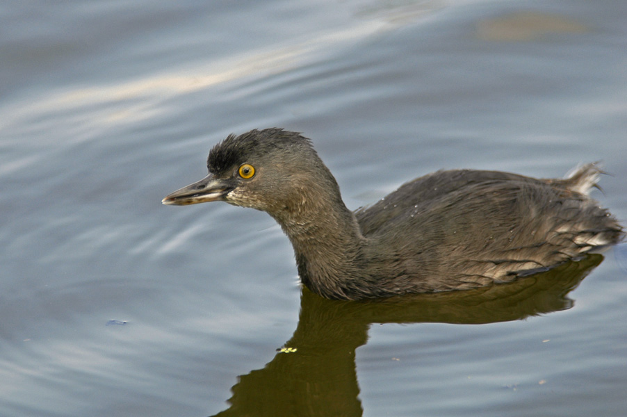 Least Grebe