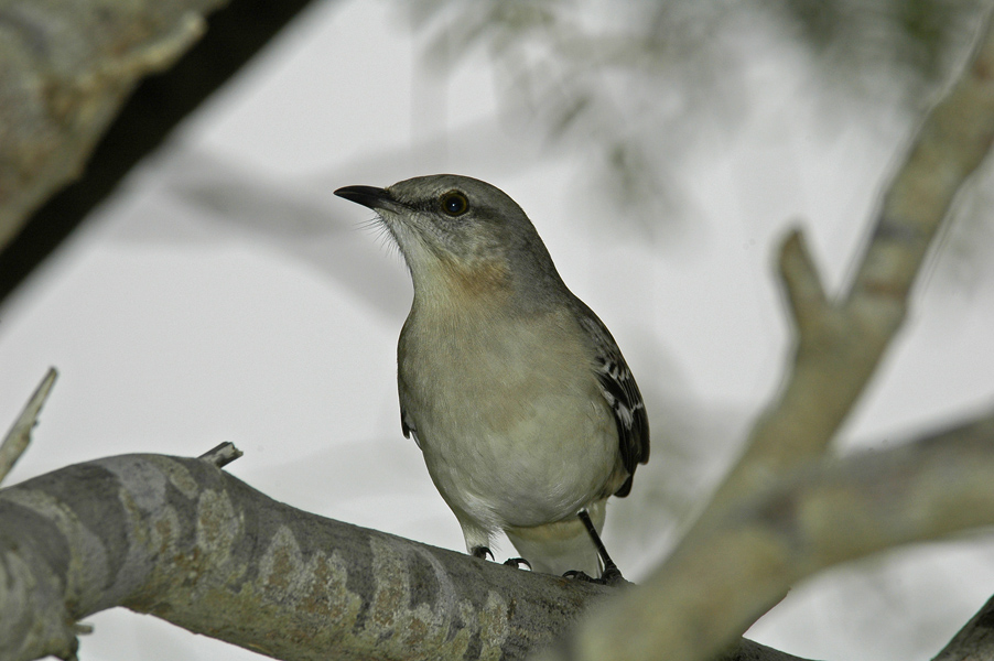 Northern Mockingbird