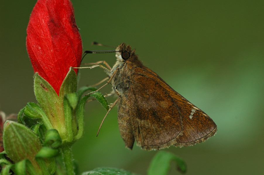 Clouded Skipper