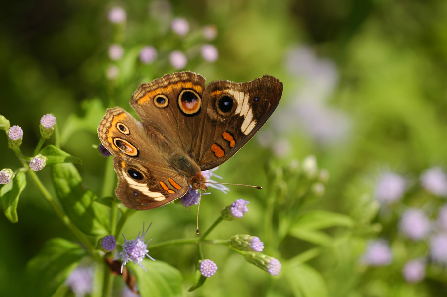 Common Buckeye - Dorsal