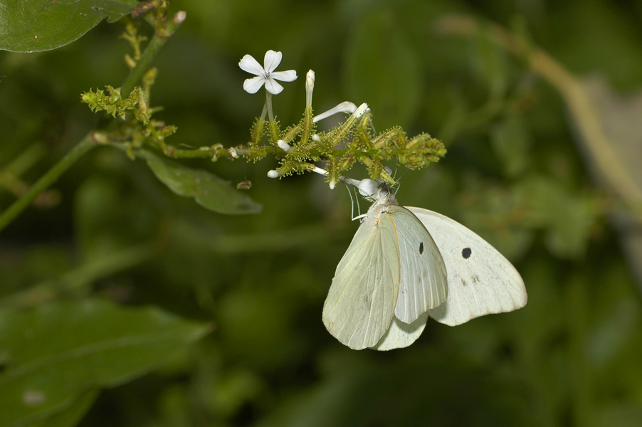 Giant White