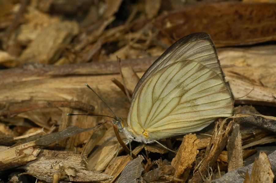 Great Southern White