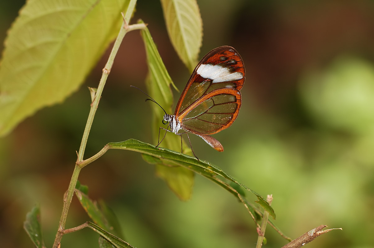 Clearwing