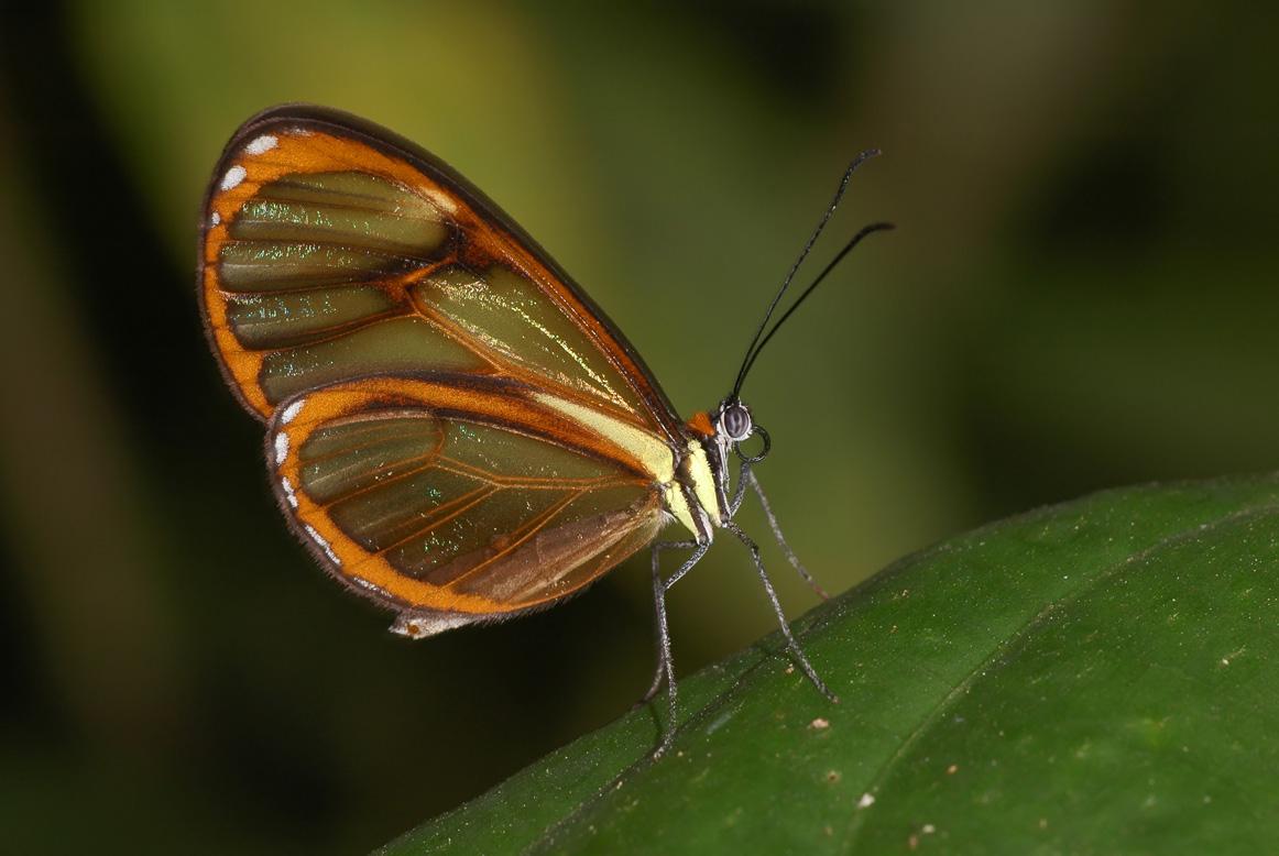 Clearwing 2