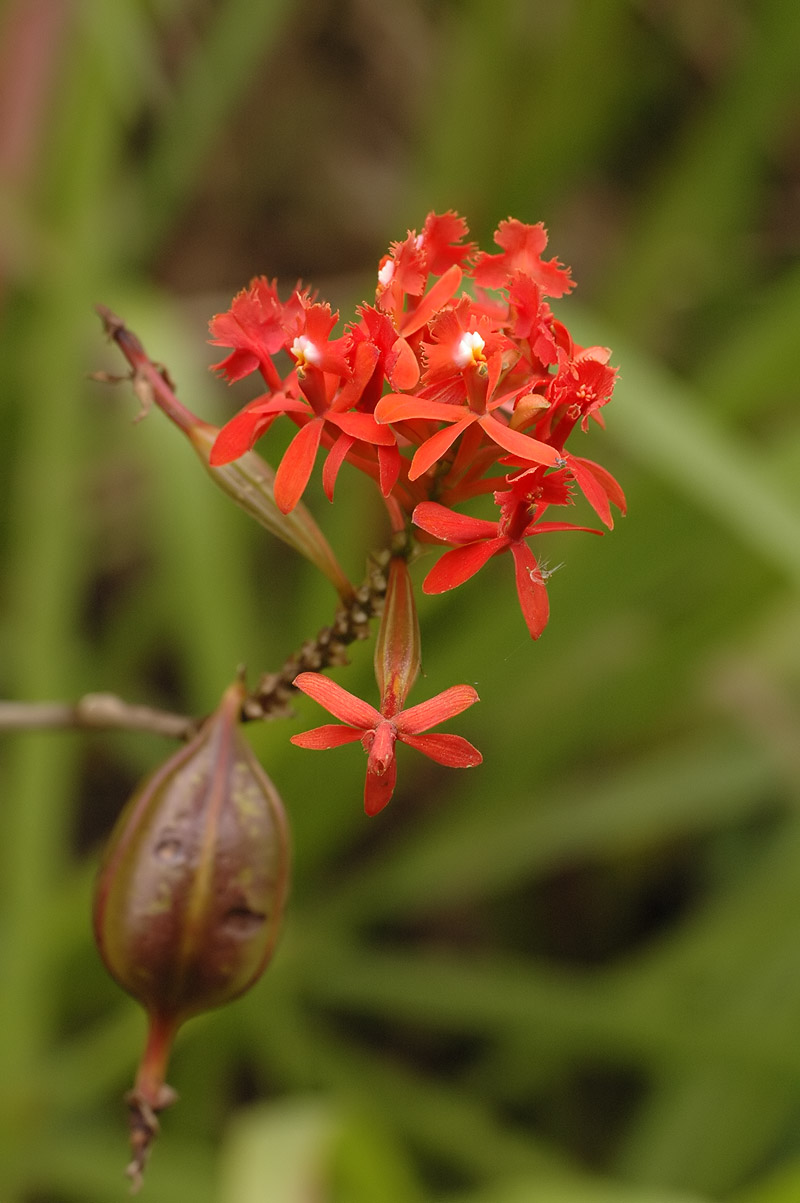 Flor de Cristo