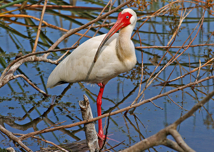 White Ibis