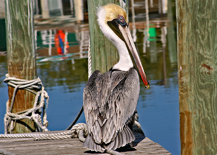 Brown Pelican