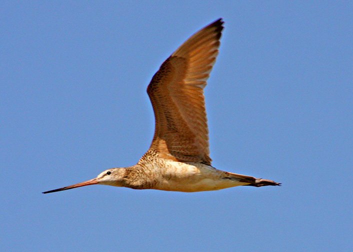 Marbled Godwit
