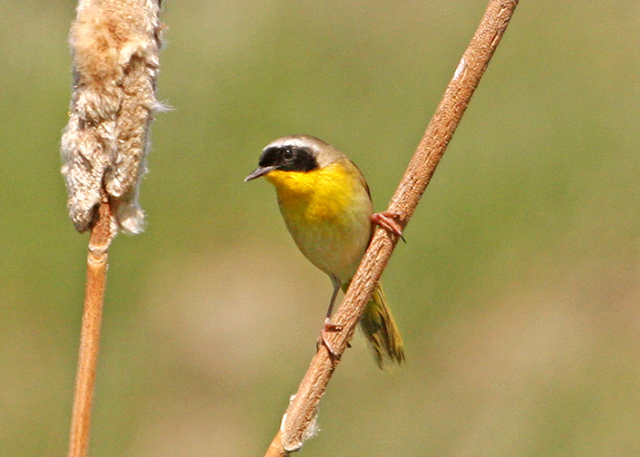 Common Yellowthroat