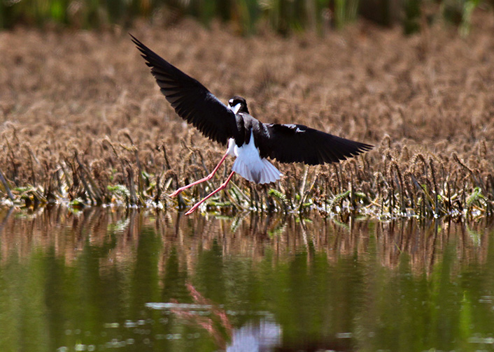 Black-necked Stilt
