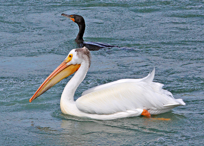 White Pelican and Double-crested Cormorant