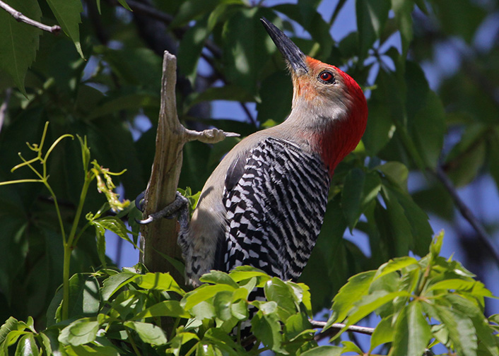 Red-bellied Woodpecker