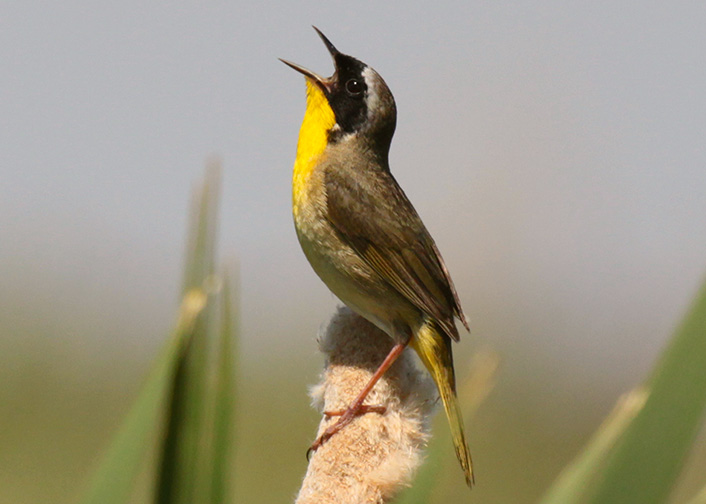 Common Yellowthroat