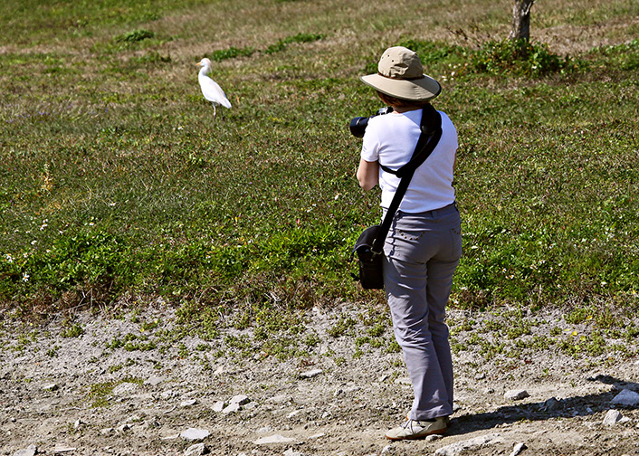 Cattle Egret at Venice Rookery