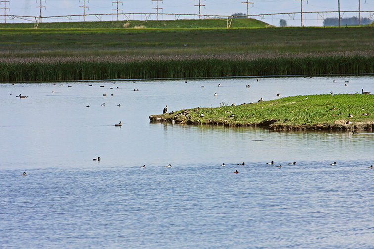 near the Bassano exit of the TransCanada Highway