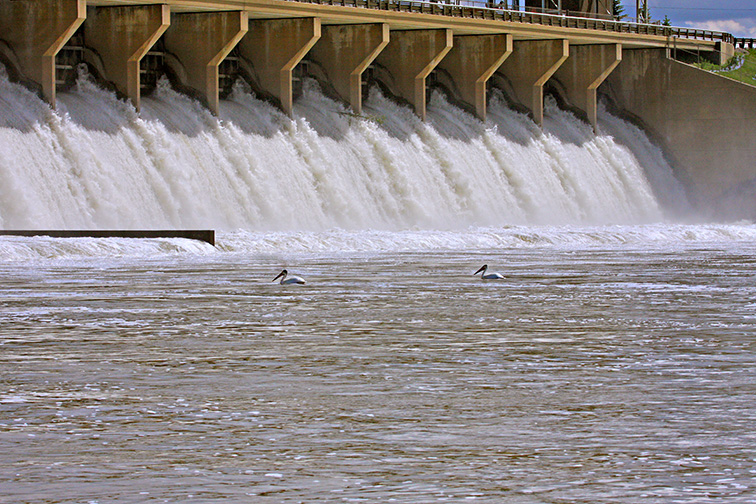 American White Pelicans at the Bassano Dam