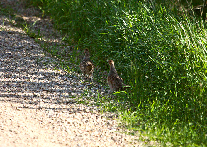 Blue Grouse