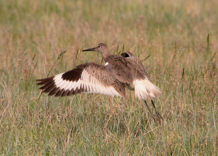 Willet