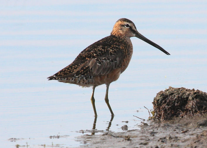 Short-billed Dowitcher