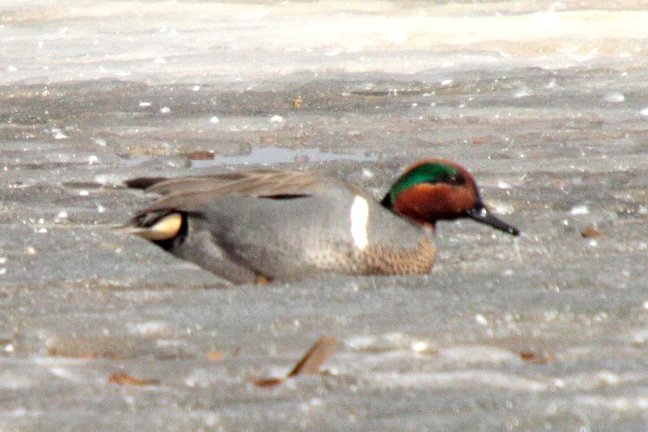 #35   Sarcelle dhiver / Green-winged Teal