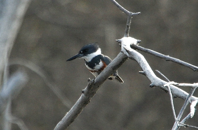 Belted Kingfisher