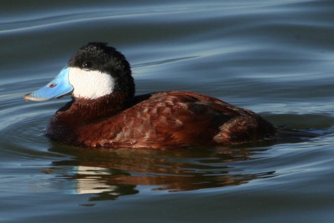 #98   Ruddy Duck