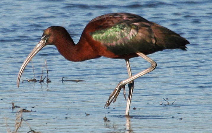 #95   Glossy Ibis