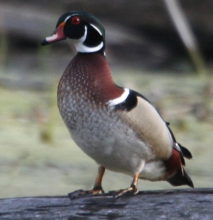 #53   Wood Duck / Canard branchu