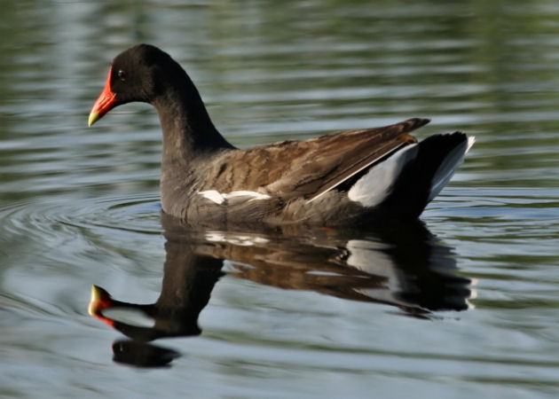 #29   Common Moorhen / Poule deau