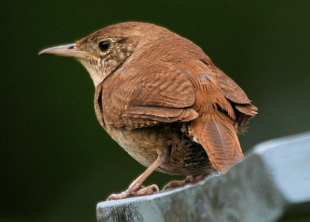 #137   House Wren