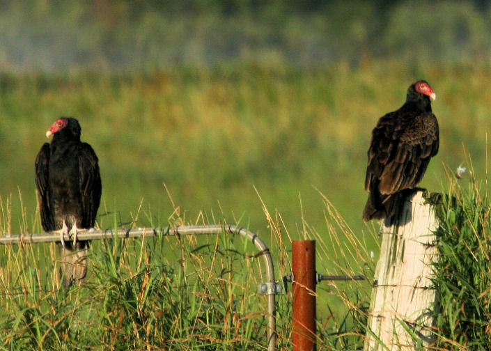 Urubu  tte rouge / Turkey Vulture