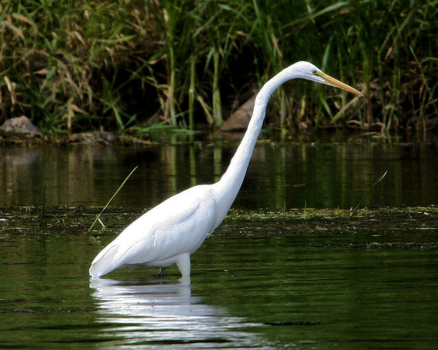 #129   Great Egret