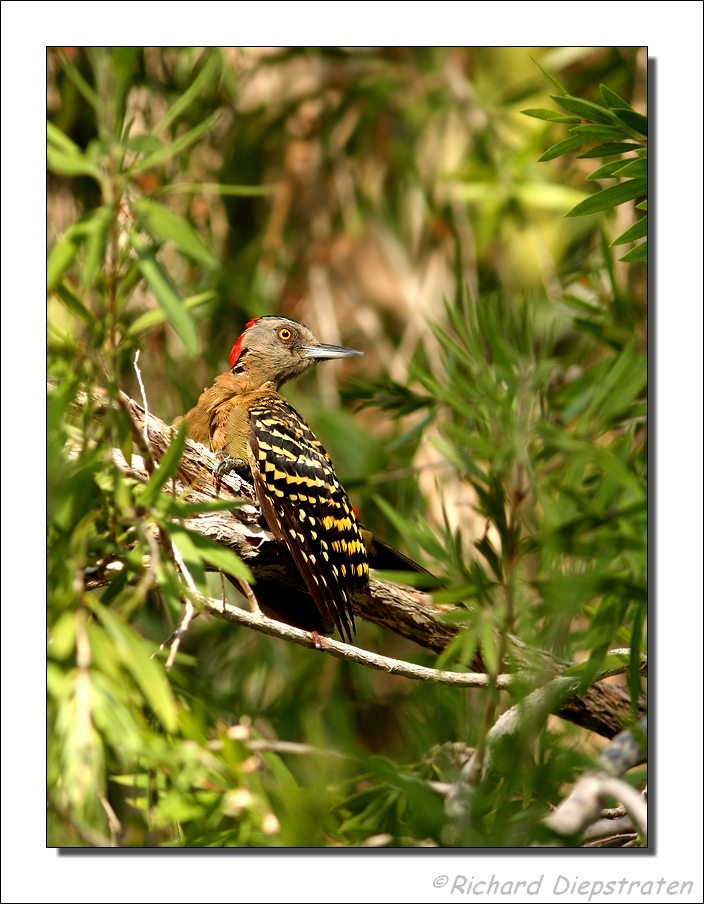 Strepenspecht - Melanerpes striatus- Hispaniola Woodpecker